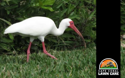 Creating Wildlife Friendly Landscapes with Native Plants