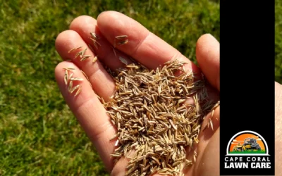 How to Plant Grass Seed for a Thicker, Sexier Lawn