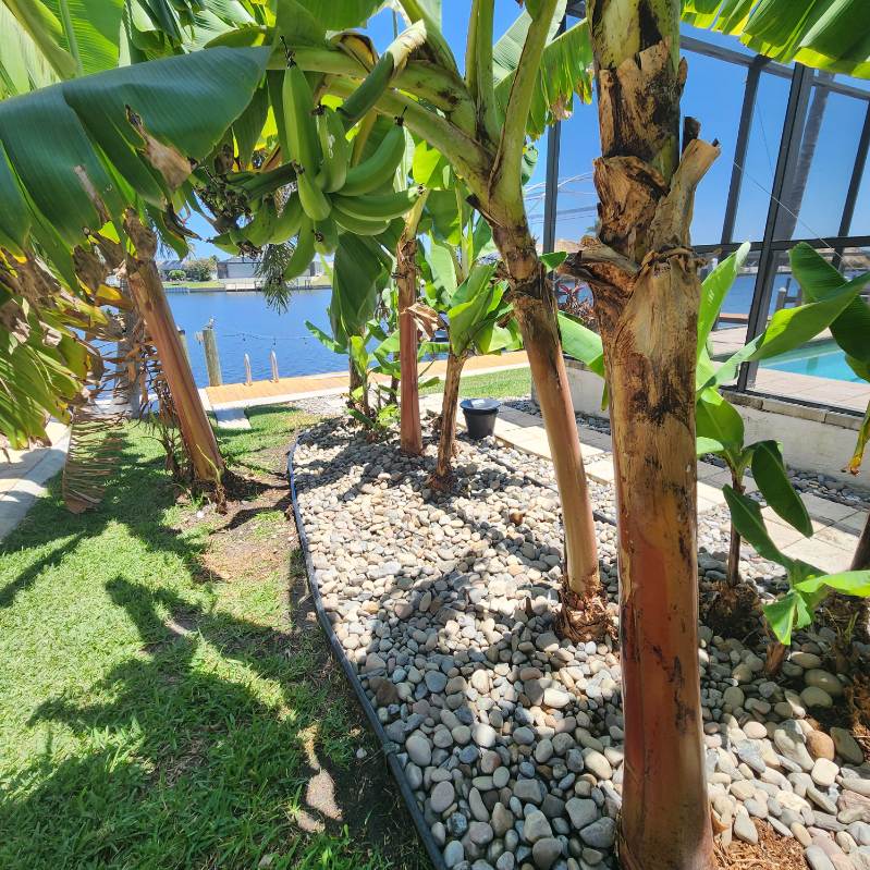 cape-coral-lawncare-rock-bed-services-trees