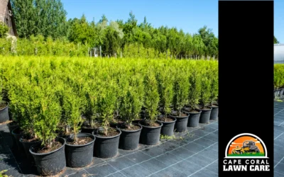 Top 10 Cape Coral, FL, Tree Nurseries We Recommend as THE Best