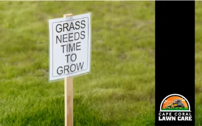 How Often You’ll Mow to Stimulate Root Growth on Your Lawn