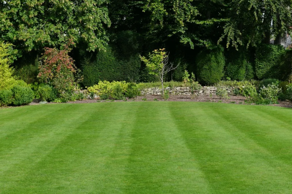 How Long Does Grass Seed Take To Grow?