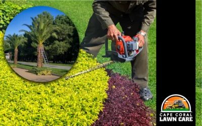 Everything You Need to Know About Tree and Shrub Trimming Near Me