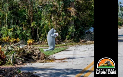 Fall Lawn Care Made Easy: Seasonal Clean-Up for Cape Coral Lawns