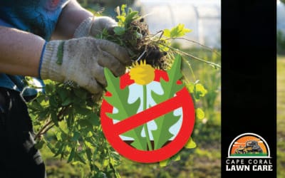 Florida Lawn Weeds: Tips to Kick Them Out for Good