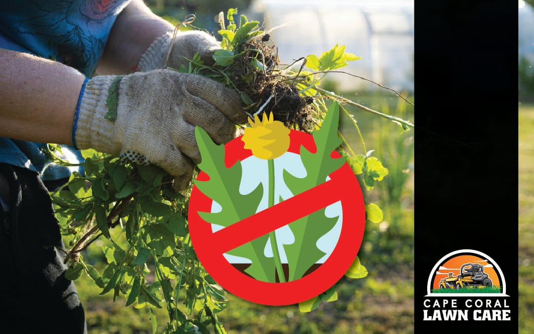 Gardener wearing gloves pulling weeds from a Florida lawn with a no-weed symbol overlay and Cape Coral Lawn Care logo in the corner.