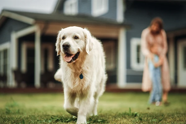 Dog on clean front yard.