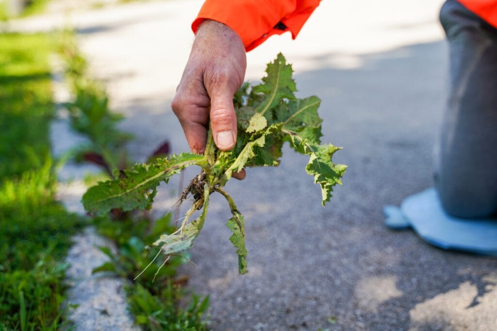 Cape Coral lawn with visible Florida lawn weeds being identified and removed.
