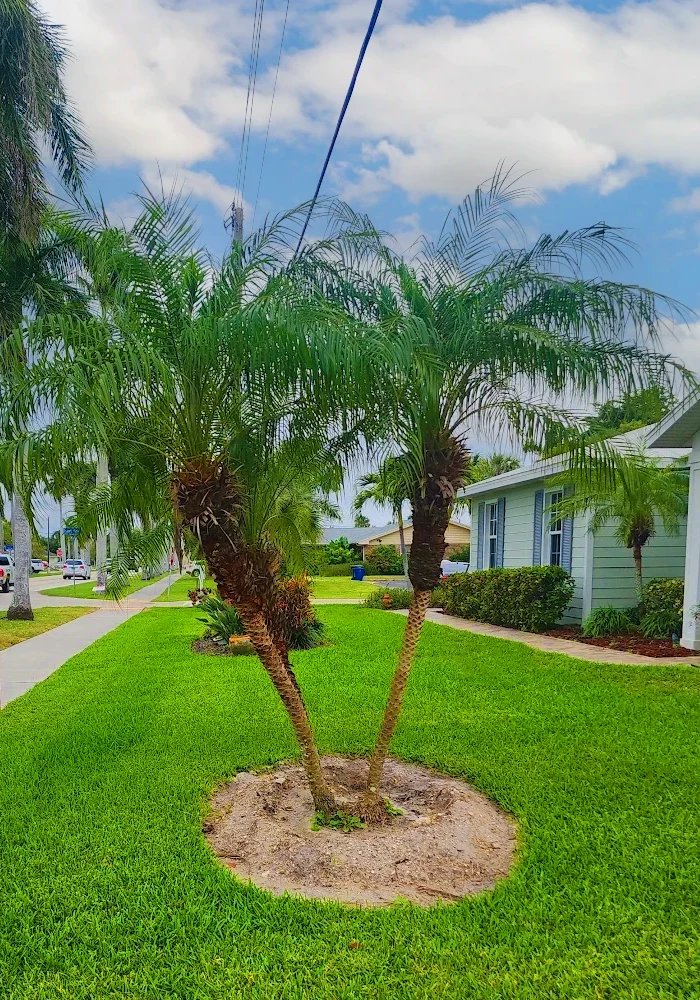 tree-with-cut-lawn A palm tree section on a Florida home with a freshly cut lawn around it.