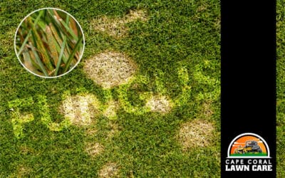 Lawn Fungus in Florida Lawns: How to Spot It Early and Prevent Damage