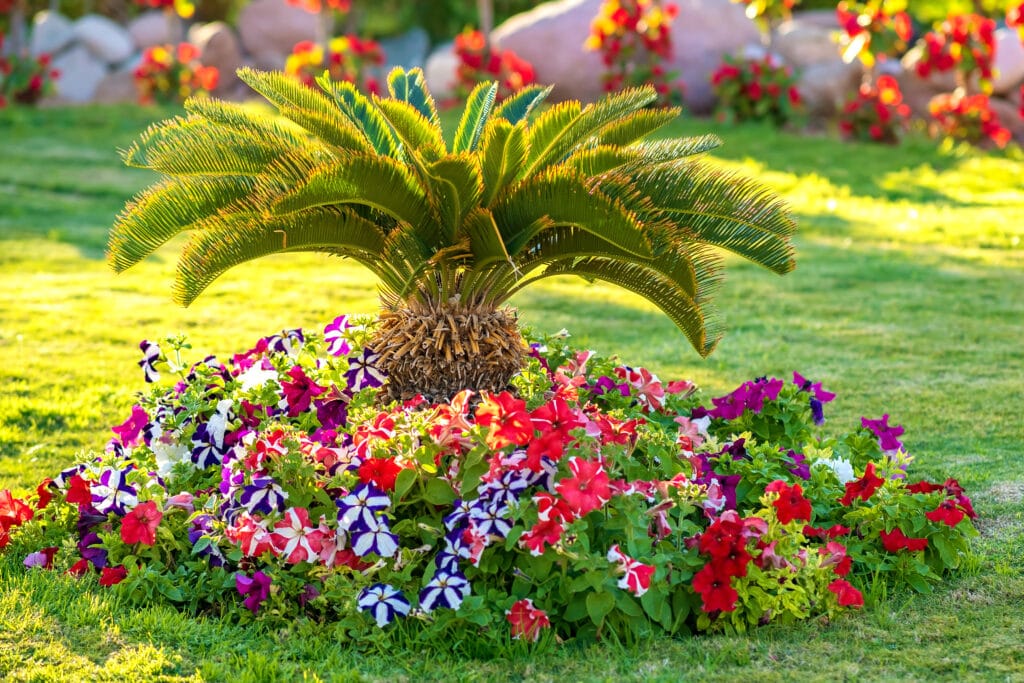 Colorful garden bed with palm tree plants highlighting Florida lawn.