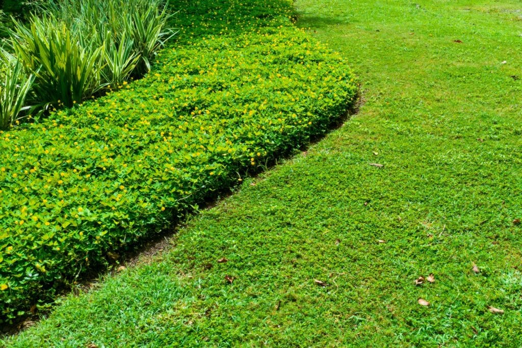 Neatly edged lawn and landscaping beds showing Florida lawn care tips for clean and healthy yard maintenance.