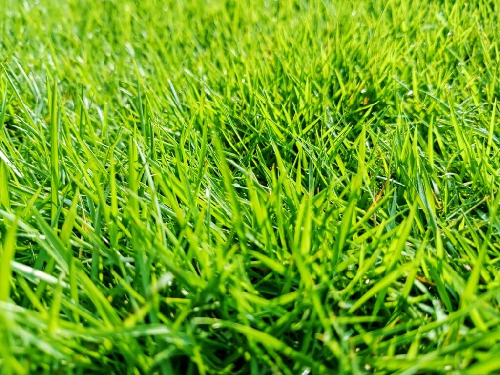 Close-up of healthy green grass demonstrating Florida lawn care tips for maintaining a lush lawn.