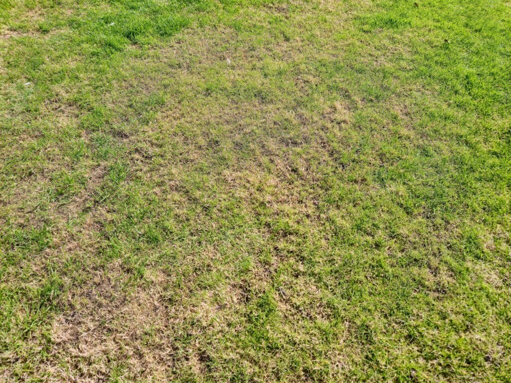 Cape Coral lawn showing brown patch fungus and discoloration in grass.