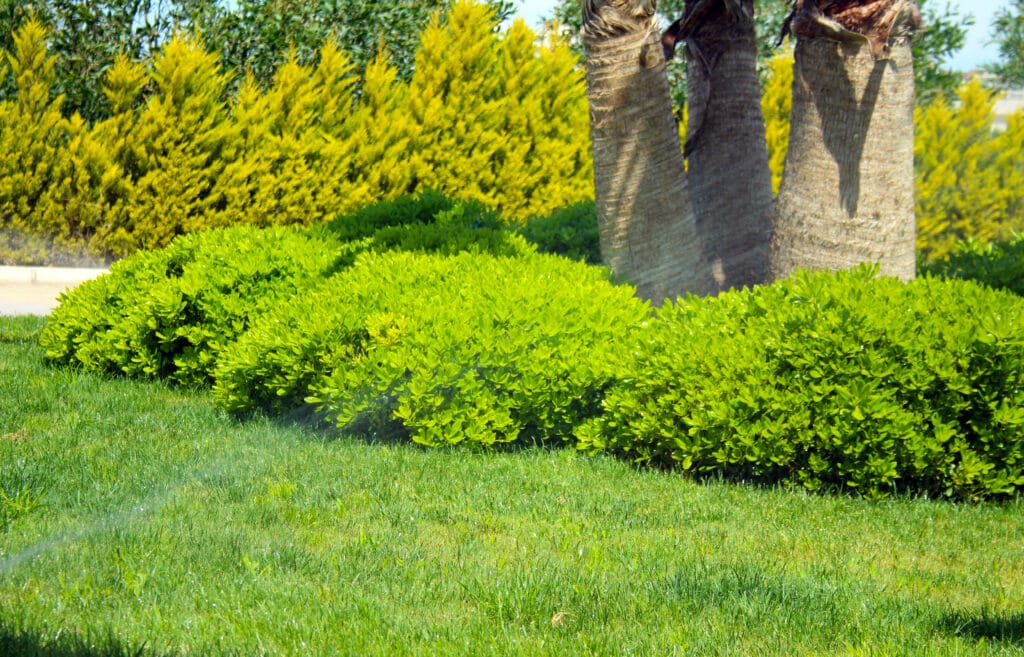 New homeowner maintaining a healthy Cape Coral lawn under the Florida sun.