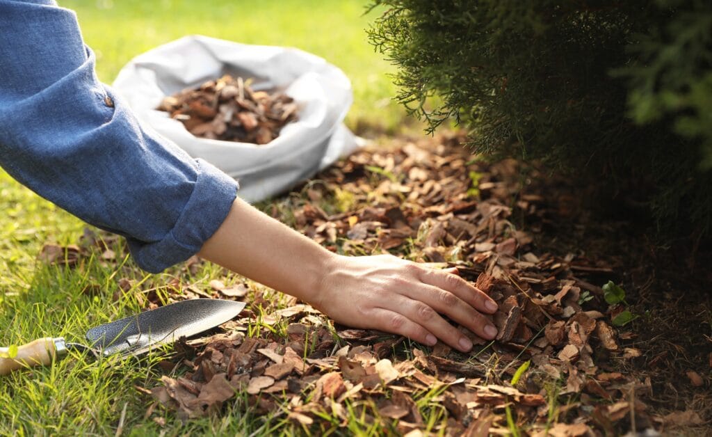 Cape Coral homeowner adding fresh mulch with clean edging to create a well-maintained landscape