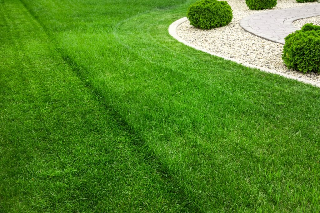 Healthy Cape Coral lawn maintained throughout the year with seasonal lawn care routine.