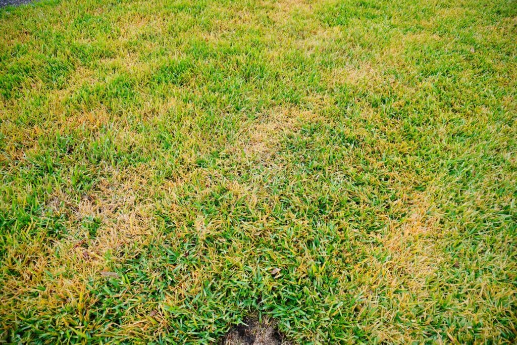 Patchy Florida lawn in need of professional lawn care and lawn aeration services.