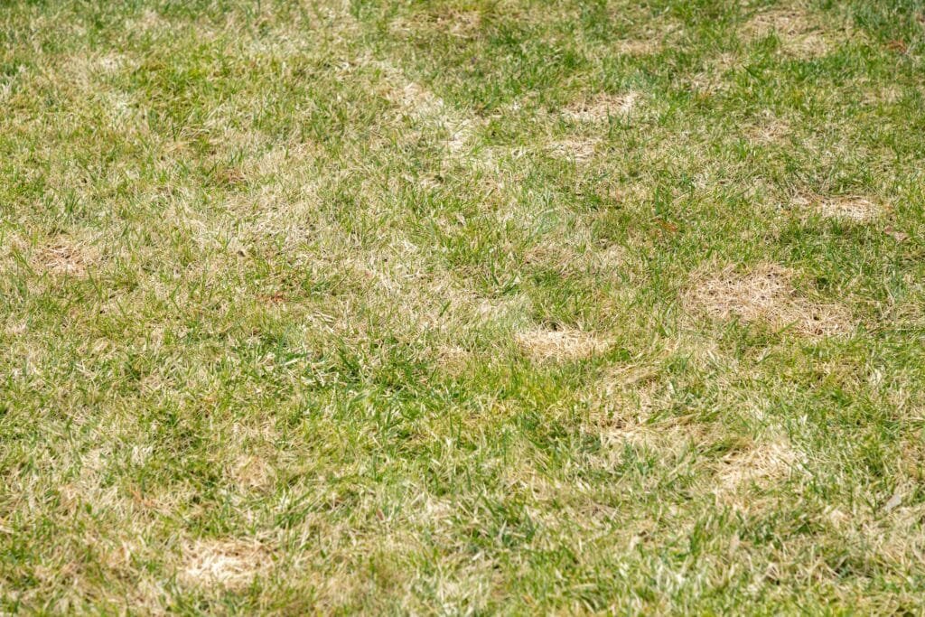 Patchy lawn with thinning, yellowing grass caused by compacted soil and lack of lawn aeration.