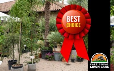 Best Trees to Plant in Florida (and Why Some Don’t Survive)