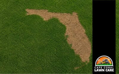 Why Your Florida Lawn Is Turning Yellow (And What It Means)