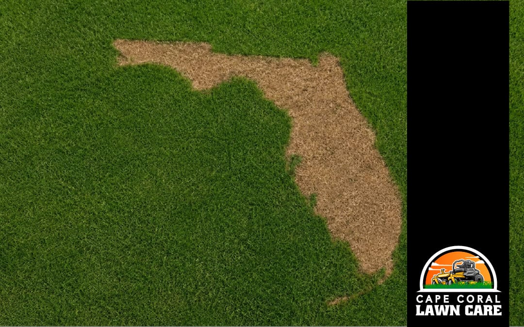 Why Your Florida Lawn Is Turning Yellow and What It Means