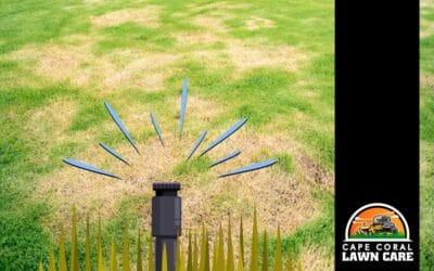 How to Prevent Yellow Grass in Your Cape Coral Yard