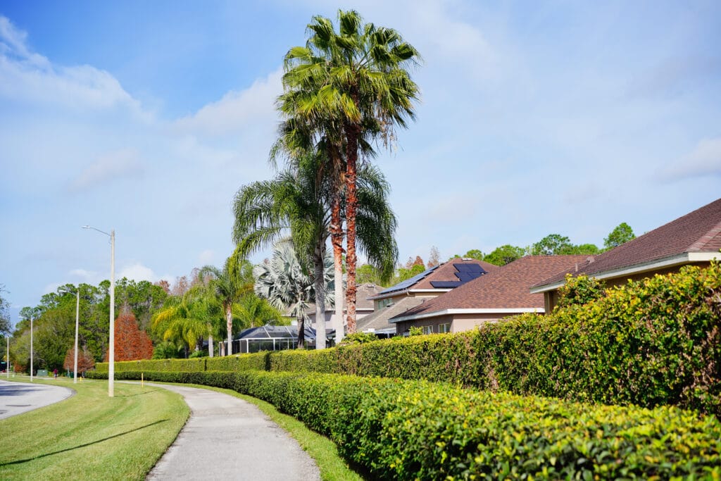 Healthy palm trees and lush landscaping thriving in a well-maintained Florida residential neighborhood.