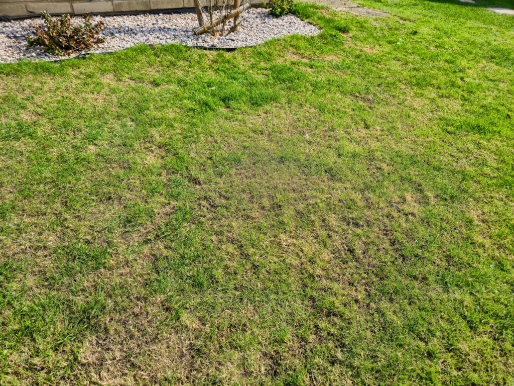 Cape Coral lawn with yellow grass patches showing signs of discoloration and lawn stress.