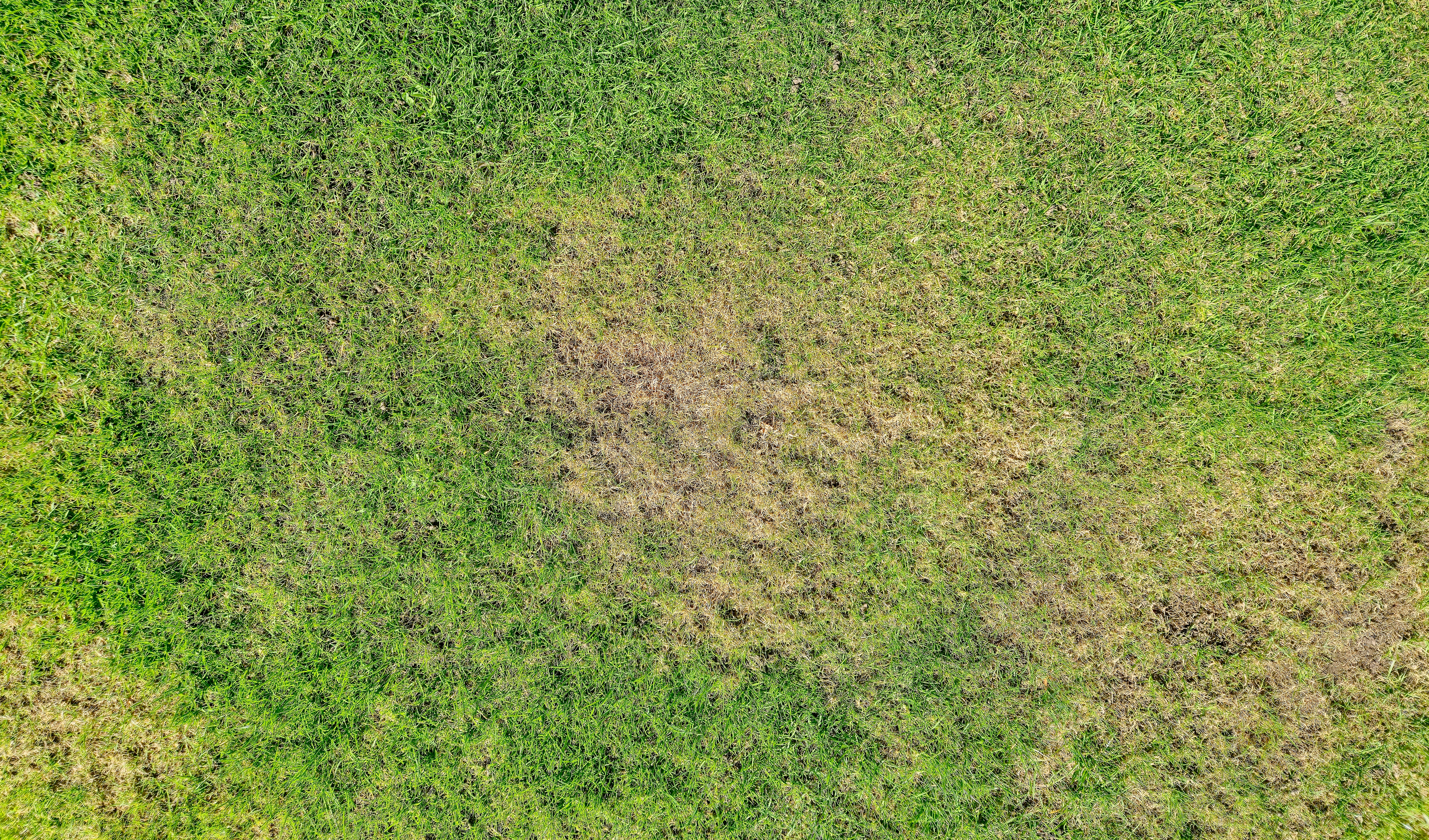 Florida lawn with discolored patches showing early signs of lawn disease and turf stress.