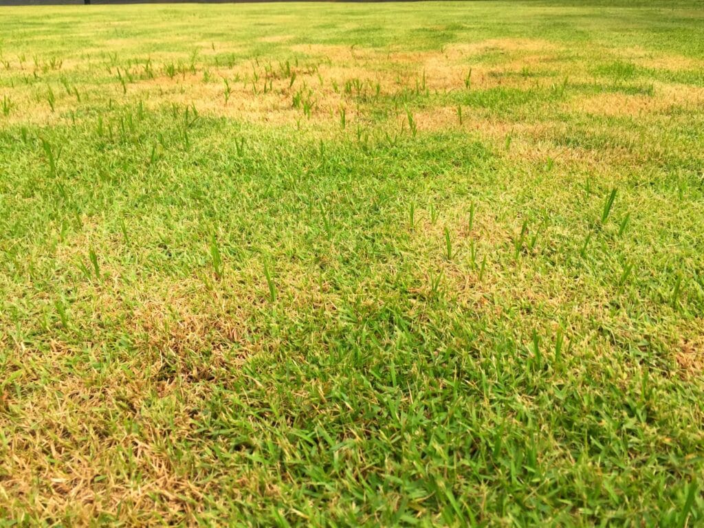 Cape Coral lawn with yellow grass patches showing signs of stress, nutrient problems, or lawn disease.