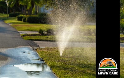 Why Overwatering Your Lawn Is Damaging Grass in Florida