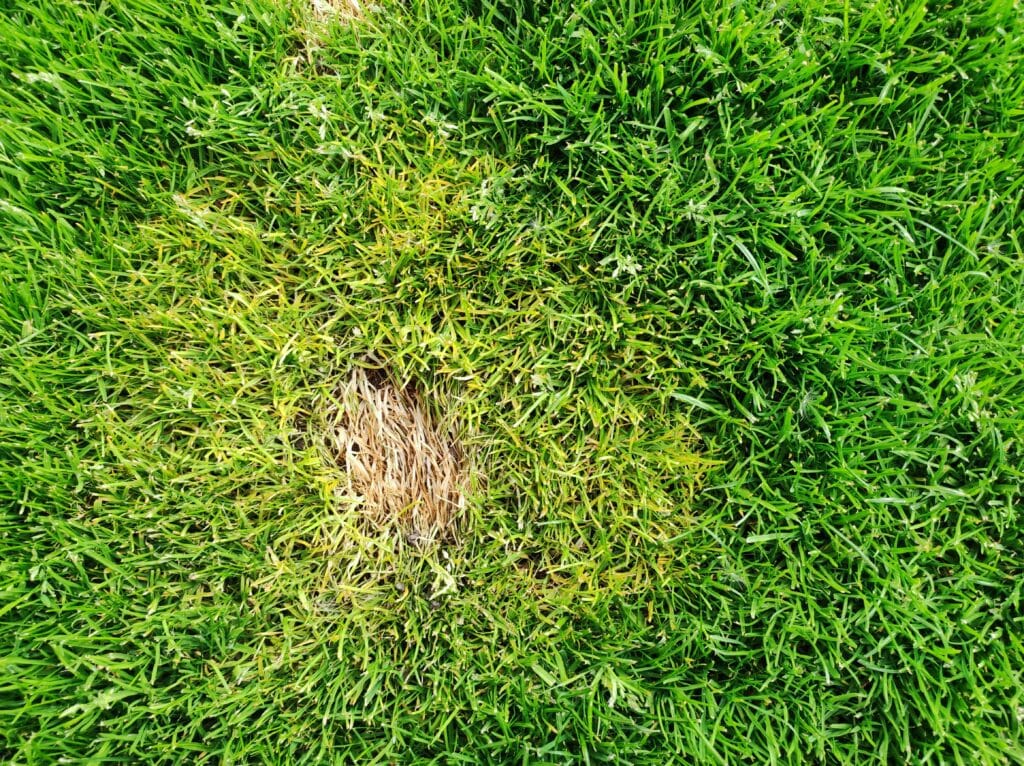Cape Coral lawn showing signs of overwatering with soggy grass, standing water, and yellow patches.