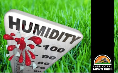 How Florida’s Humidity Affects Lawn Health Throughout the Year