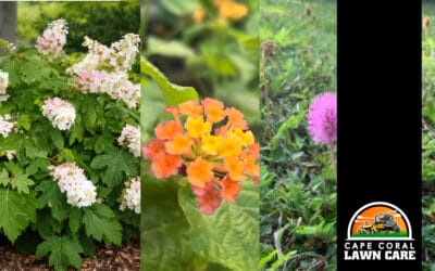 Native Florida Plants That Complement a Healthy Lawn