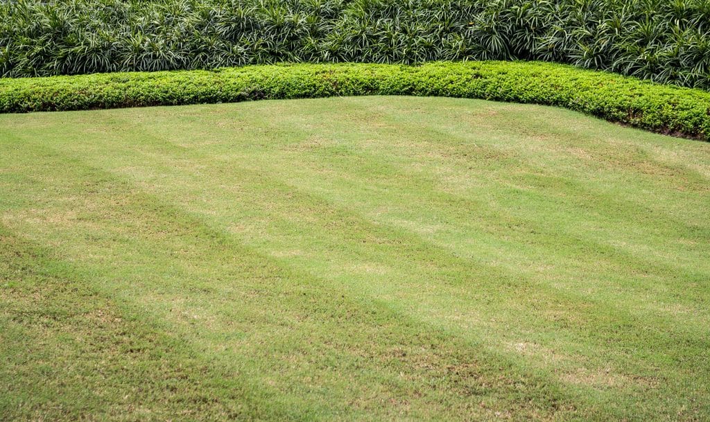 Healthy Cape Coral lawn prepared for vacation with freshly mowed grass and properly scheduled irrigation.
