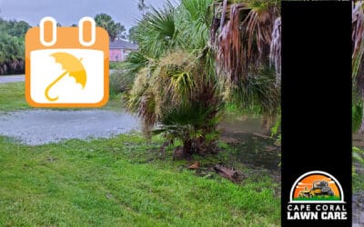 What Happens to Your Lawn After a Week of Heavy Rain?