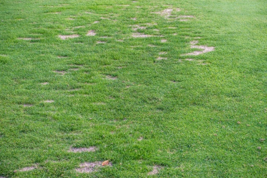 Cape Coral lawn with a worn footpath and thinning grass from repeated foot traffic.
