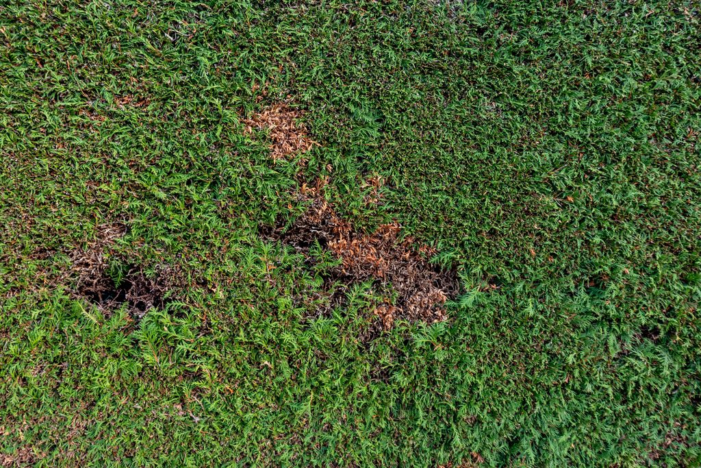 A thin patch of grass with a healthier section of lawn.