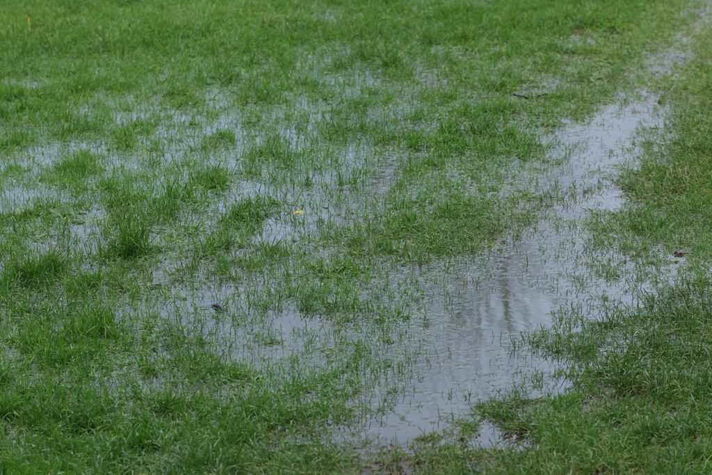 Standing water in a low area of a Cape Coral lawn after several days of heavy rain.